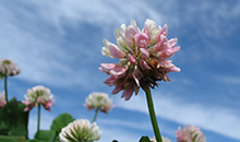 Breeder's Corner - red clover